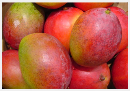 Mango1.jpg